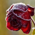 Frostschutz für Rosen: Henry Neuhausers bewährte Methoden für Rostocker Gärten