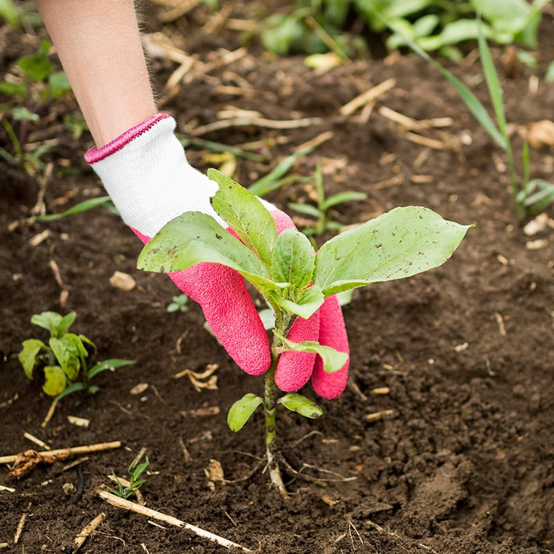 Gemüseaussaat leicht gemacht: Henry Neuhausers Tipps für einen erfolgreichen Start in den Gartensommer