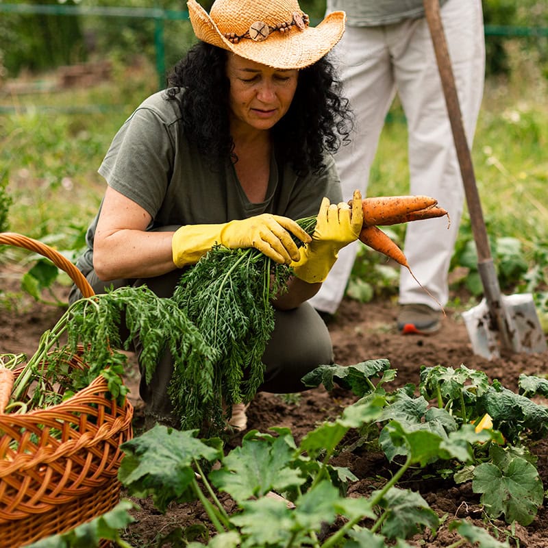 Gemüseaussaat leicht gemacht: Henry Neuhausers Tipps für einen erfolgreichen Start in den Gartensommer