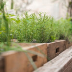 Kräuter pflanzen wie der Profi: Mit Henry Neuhauser zum eigenen Kräutergarten