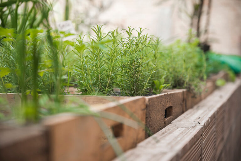 Kräuter pflanzen wie der Profi: Mit Henry Neuhauser zum eigenen Kräutergarten