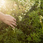 Henry Neuhauser hilft im Garten von Rostock – mit praktischen Tipps für raues Küstenklima