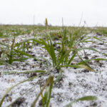 Henry Neuhauser hilft in Rostock: Diese salzresistenten Stauden trotzen dem Ostseewind