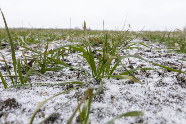 Henry Neuhauser hilft in Rostock: Diese salzresistenten Stauden trotzen dem Ostseewind